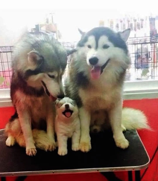 husky family